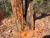 traditional tree +27738432586.jpg